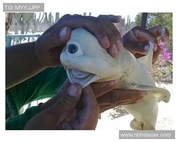 柬埔寨电力发展与拿加科普的未来合作与挑战分析